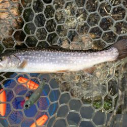 朽木渓流魚センタールアーフィールド